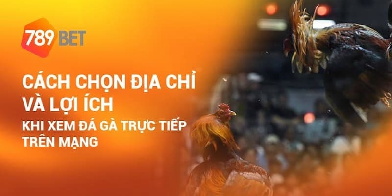 Rất nhiều lý do thu hút người chơi tham gia đá gà 789bet